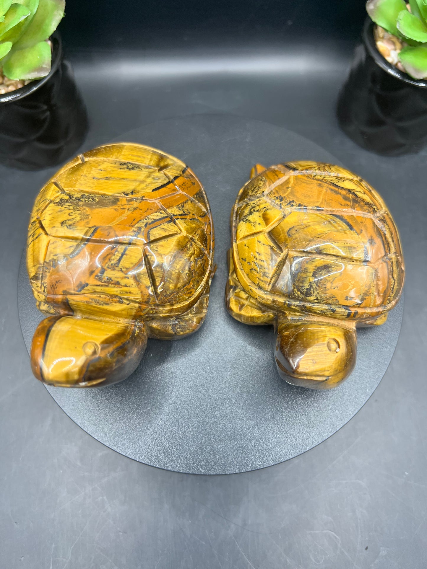 TIGERS EYE TURTLES