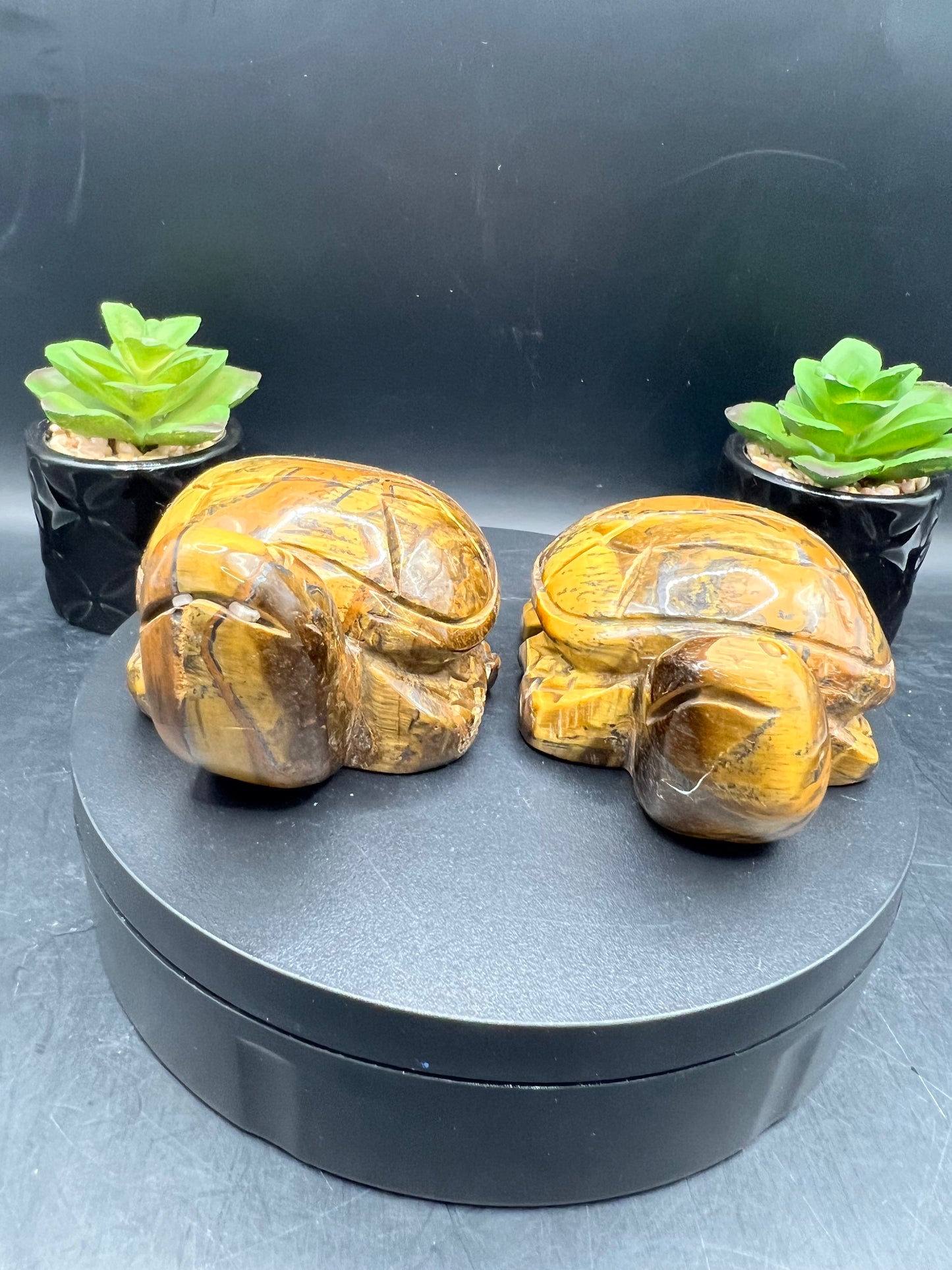 TIGERS EYE TURTLES