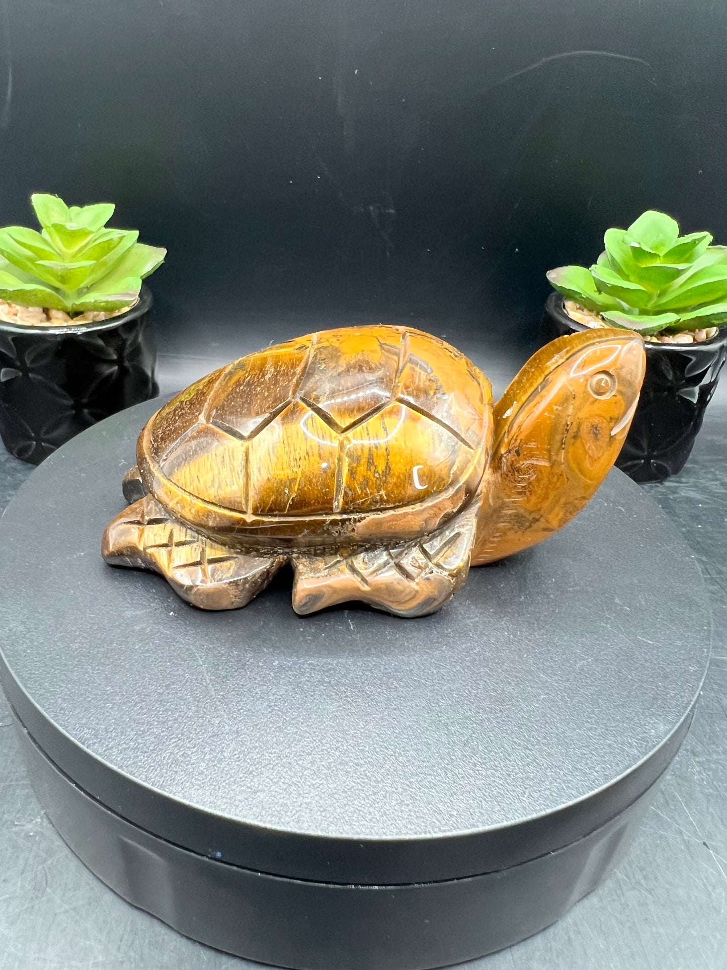 TIGERS EYE TURTLES