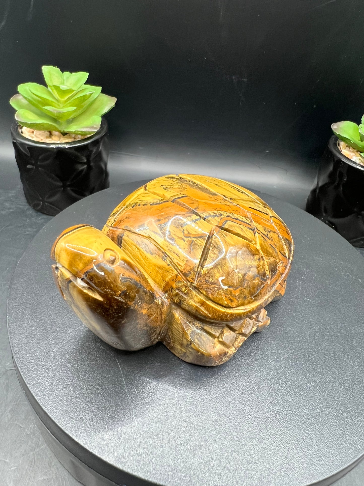 TIGERS EYE TURTLES