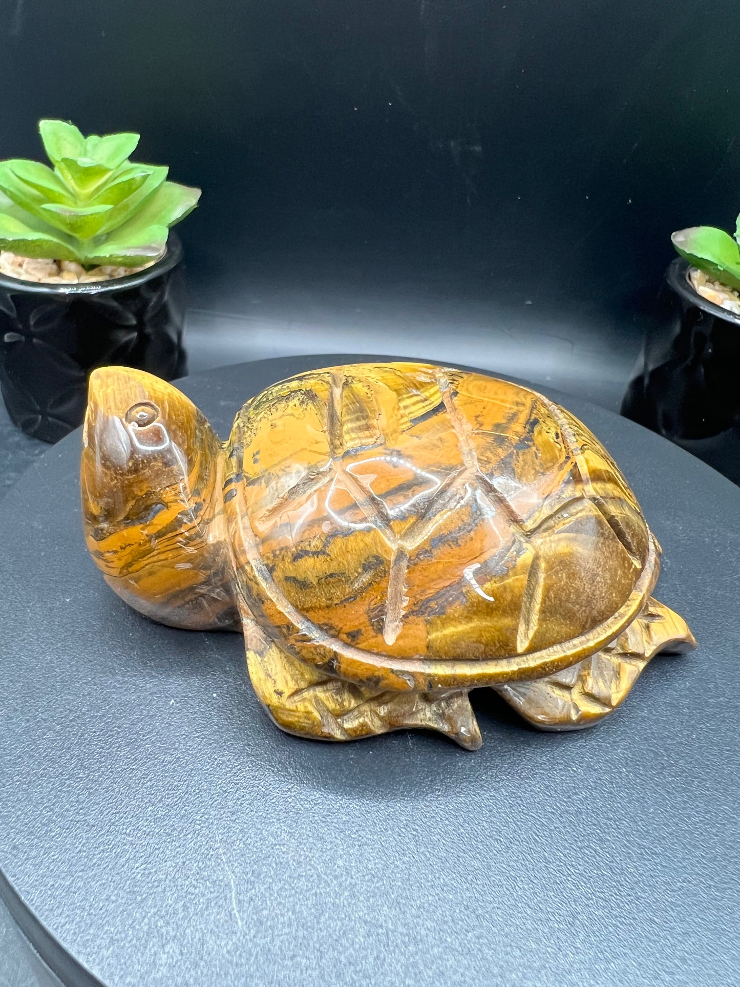 TIGERS EYE TURTLES