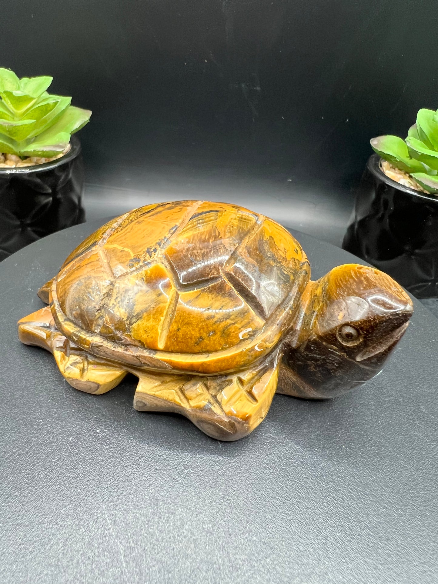 TIGERS EYE TURTLES