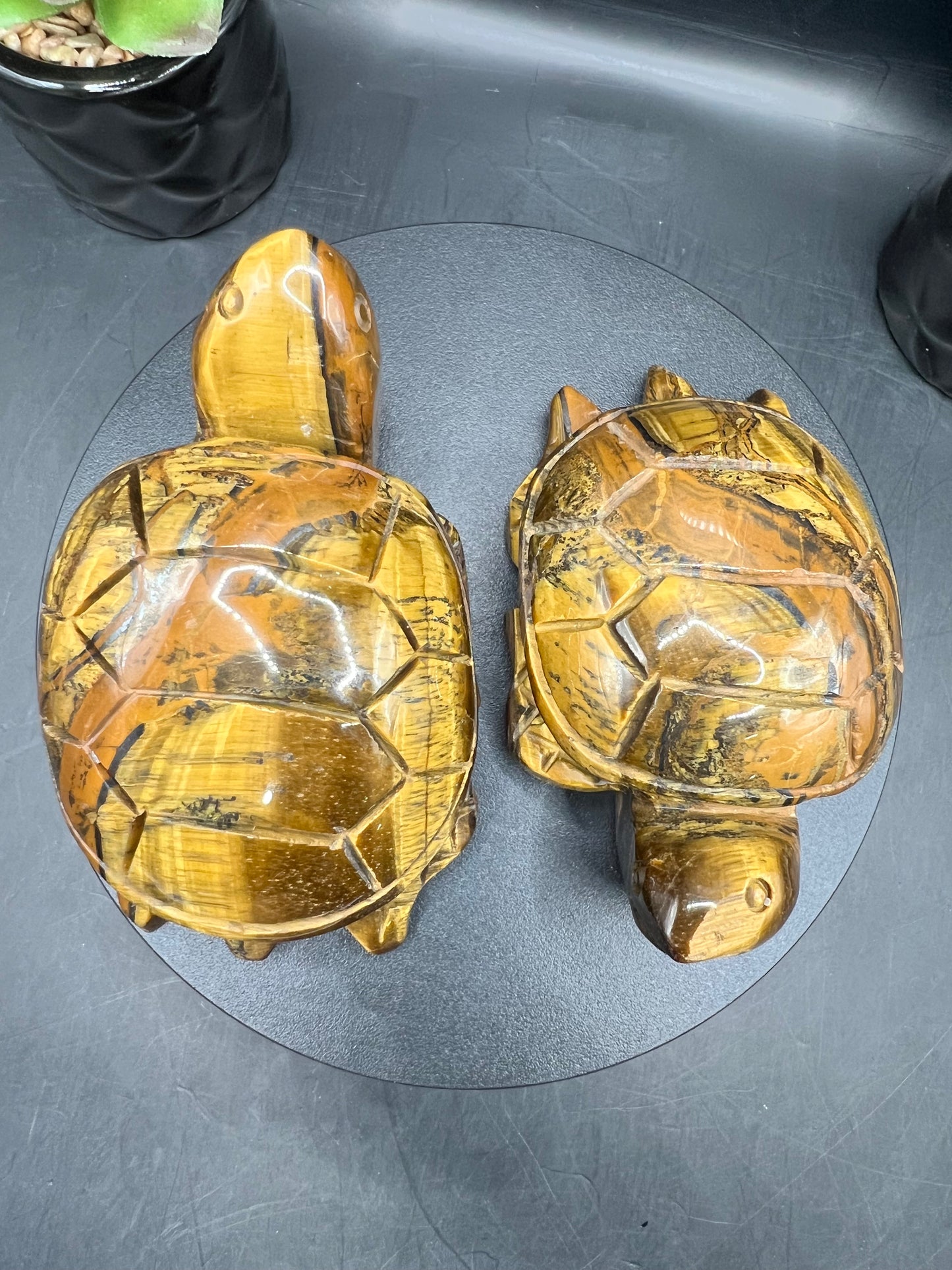 TIGERS EYE TURTLES