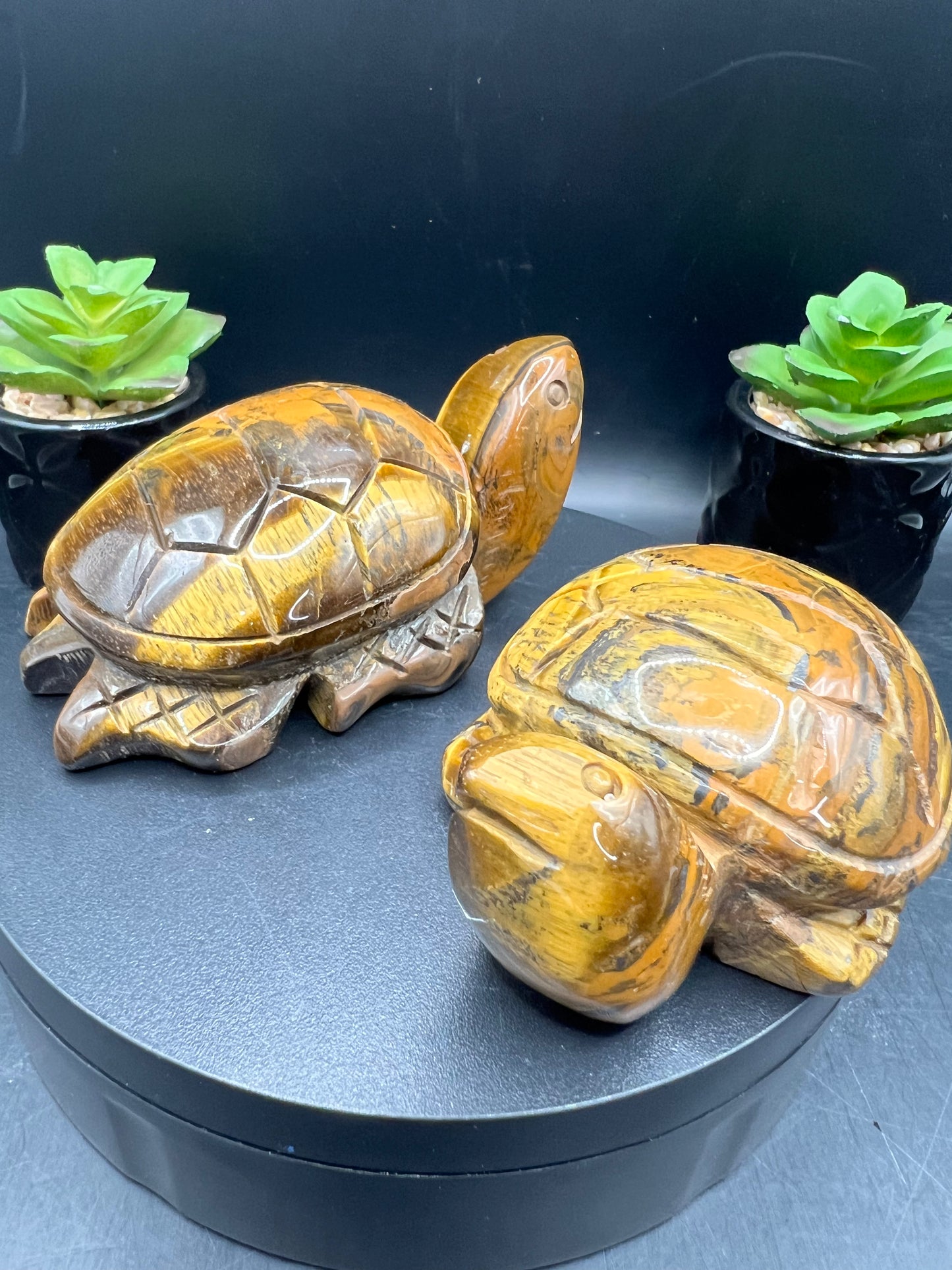 TIGERS EYE TURTLES