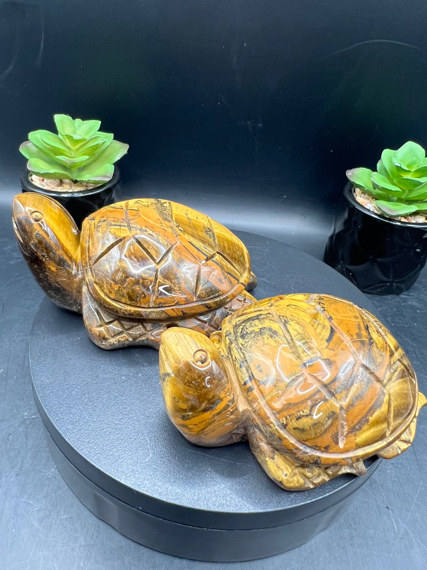 TIGERS EYE TURTLES