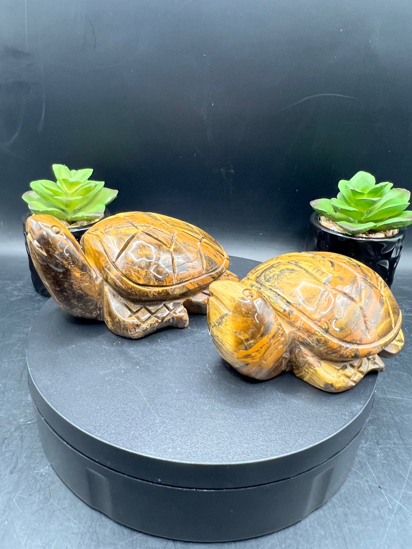 TIGERS EYE TURTLES